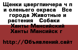 Щенки цвергпинчера ч/п и оленьего окраса - Все города Животные и растения » Собаки   . Ханты-Мансийский,Ханты-Мансийск г.